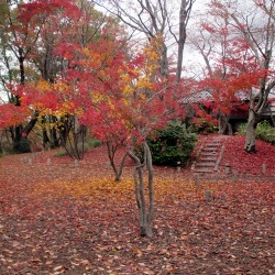もみじ園